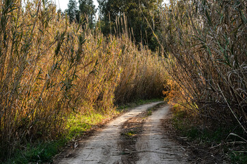 Photograph of Pasaggio della Campagna della Sardegna, with Trees and Spontaneous Vegetation, Country Road and Railway in a Rural Scenario, Panoramic View