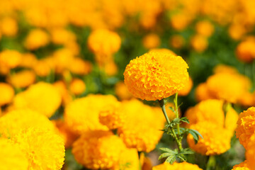 Amazing Mexican marigold flower in garden, on natural beautiful background.selection focus.