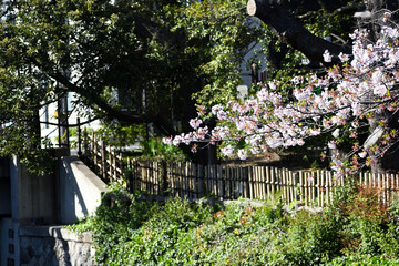 江古田哲学堂公園 桜の花