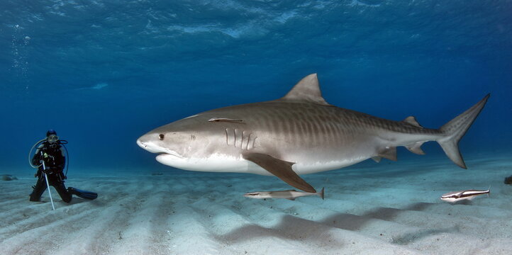 Tiger Shark with Lady Diver on Bahamas