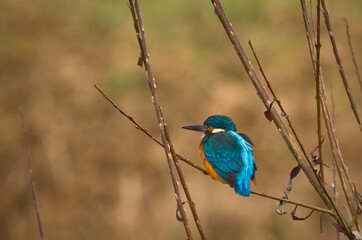 A beautiful bright turquoise king fisher in the nature