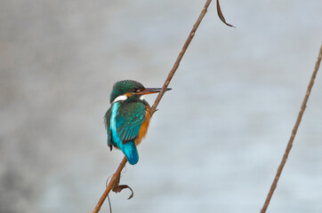 A beautiful bright turquoise king fisher in the nature