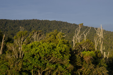 Fototapeta na wymiar Rainforest in The Catlins. Otago. South Island. New Zealand.