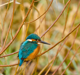 A beautiful bright turquoise king fisher in the nature