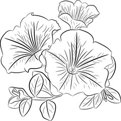 Petunia flower, graphics. A simple outline drawing of a petunia. 