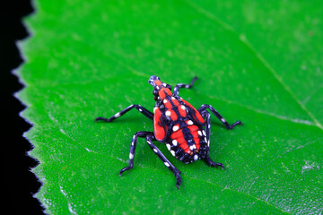 The larvae of wax cicada live on wild plants in northern China