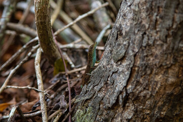 Blue Lizard on a Tree