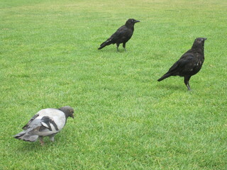 raven on the grass