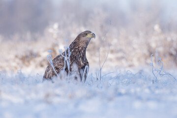 Ptak bielik na białym śniegu. © M
