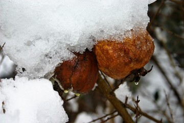 Granatapfel im Schnee, Tessin