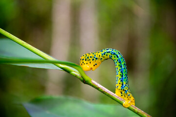 Green, blue and yellow caterpillar on natural background