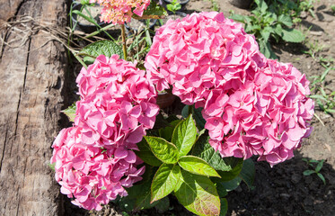 Blooming hydrangea flower in the garden