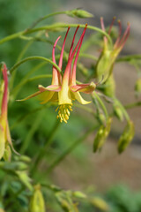Barnebys columbine