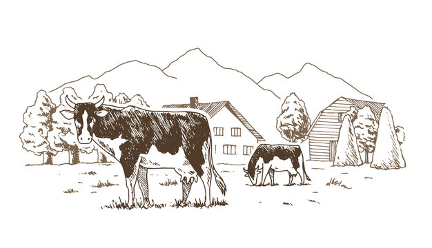 Dairy farm. Cows graze in the meadow. Rural landscape, village vintage sketch.