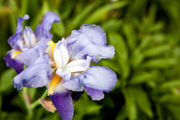 Blooming iris flower in the garden
