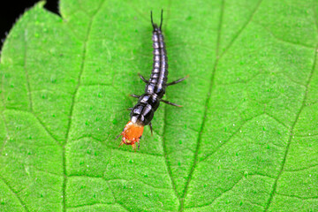 Carapace larva live on wild plants in North China
