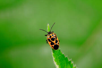 shieldbug inhabit wild plants in North China