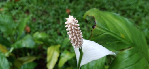 Flower pistil that almost lost its petals. White flower pistil. Prickly pistil