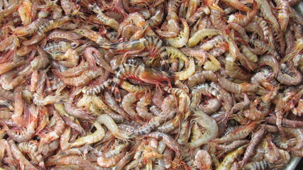 close up of shrimp