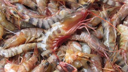 close up of shrimp