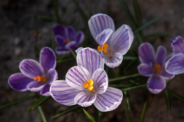 Blooming spring crocuses in the garden