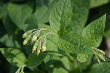 Tuberous comfrey