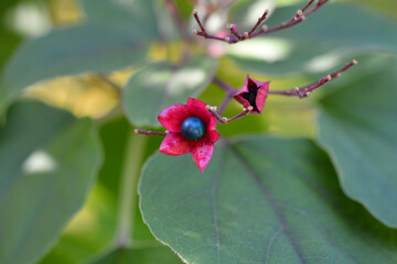 Harlequin glorybower