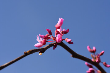 Eastern Redbud Lavender Twist