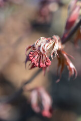 Japanese Maple Bloodgood