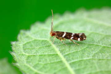 Lepidoptera moths inhabit wild plants in North China