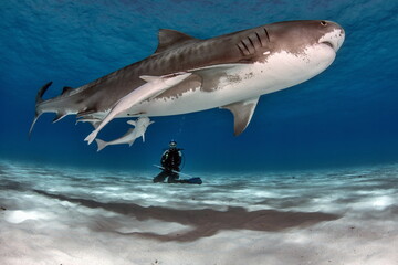 Fototapeta premium Tiger Shark with Lady Diver on Bahamas