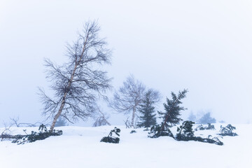 Frozen trees on the top of the mountain