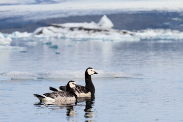 Barnacle geese swimming on Jokulsarlon glacier lagoon in Iceland