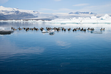 Barnacle geese swimming on Jokulsarlon glacier lagoon in Iceland