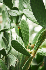 opuntia cactus close-up photo. botany, flora, flowers, plants gardening concept