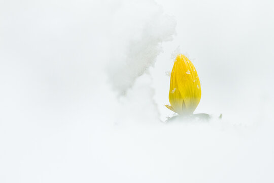 Winter Aconite Covered With Snow