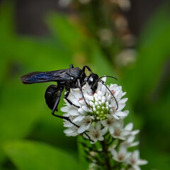 A Great Black Wasp (Sphex pensylvanicus) feeding on a Gooseneck plant flower blossom.