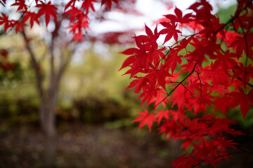 樹芸センターの紅葉