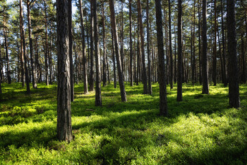 The sun shines through the trees in the pine forest on a clear summer day. Green blueberry sprigs on the forest.