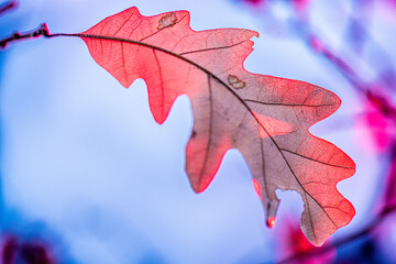 Fototapeta na wymiar Leaf on a snowy backdrop