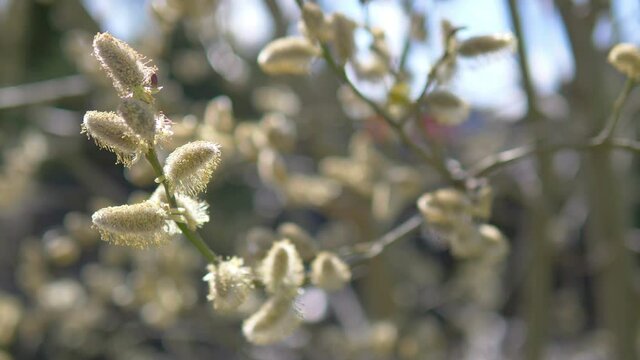 Catkins on the tree in 4k slow motion 60fps