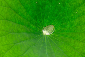 Lotus leaf in pond, North China