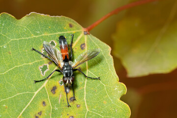 Tachinid Fly (Cylindromyia) on a green leaf. The Tachinidae are a large and variable family of true flies within the insect order Diptera. Place for text. Top view.