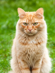 young red cat on green background