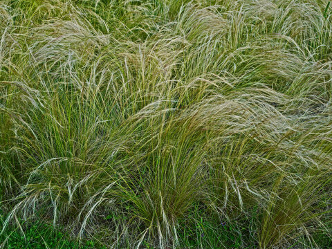 Stipa pulcherrima a flowing grass in a country garden