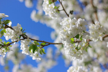 tree blossom