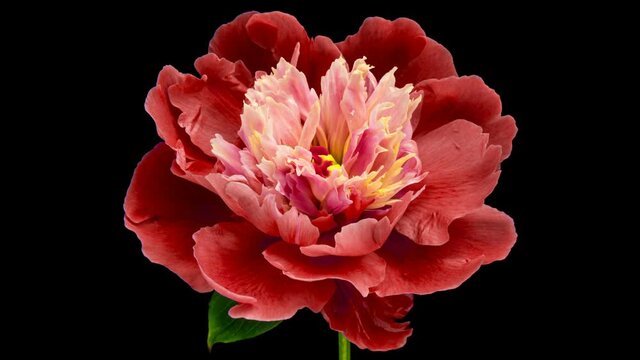 Timelapse of red peony flower blooming on black background, close-up. Valentine's Day concept. Mother's day, Holiday, Love, birthday background design. 4K UHD video timelapse