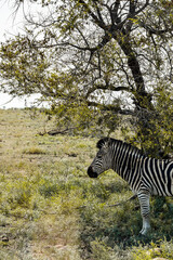 Profile of a zebra next to a tree in Kruger National Park, South Africa.