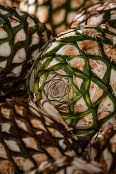 agave desmettiana Buy Smooth Edge Agave Phoenix, AZ | Agave desmettiana main image 0