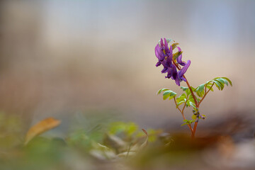 One of the most primroses, the dense corydalis bent in a graceful curtsy